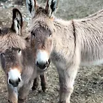 Di Montagna Lo Grop *