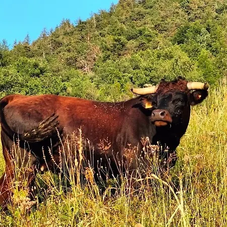 Di Montagna Lo Grop Apartament Chambave