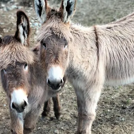 Di Montagna Lo Grop *